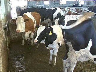 BLEGTORIA ME PROBLEME KERKOHET ME SHUME MBESHTETJE NGA ANA E QEVERISE LAJM