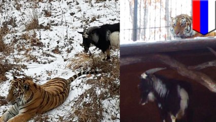餌のヤギとトラに友情芽生える