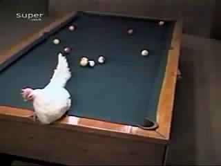 Hen playing Snoker with her Egg