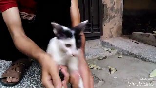 Funny Pet Cat Videos