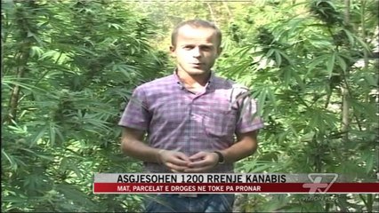 Mat, asgjësohen 1200 rrënjë kanabis - News, Lajme - Vizion Plus