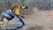 ANACONDA attacks TIGER - Animal Fight Python vs Tiger vs Jaguar Real Fight
