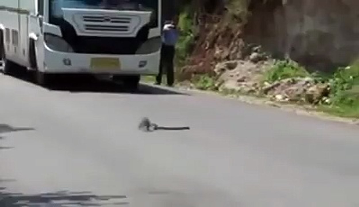 Mongoose vs. Cobra