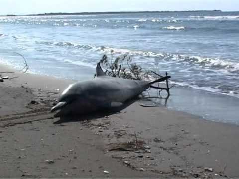 DELFIN NE SHENGJIN GJENDET NE BREGDET NJE DELFIN I NGORDHUR RRETH 2 METRA LAJM