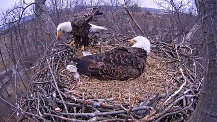 Funny Animal: Eagle cam- Eagles swap places after egg hatches at Codorus State Park, Hanover, PA
