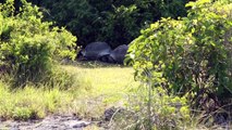 Funny Animal: Explorer Interrupts Mating Tortoises, Slowest Chase Ever Ensues