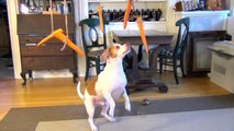 Funny Animal: Dog vs. Flying Carrots- Funny Dog Maymo
