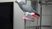 Funny Animal: My Name Is Bond, James Bond - Lottie my African Grey Parrot