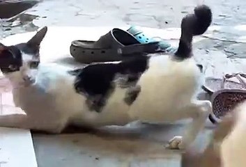 Cat breakdance funny amazing