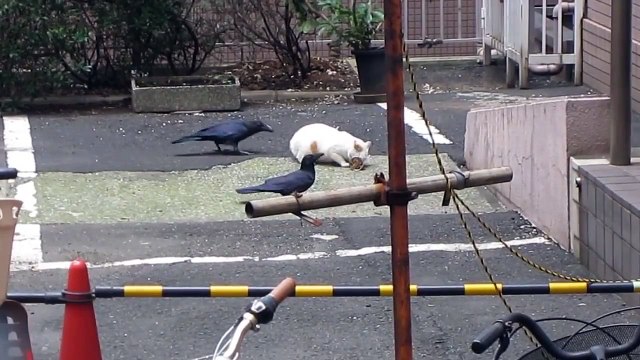 Вороны достают кота. Вороны просят кота поделиться