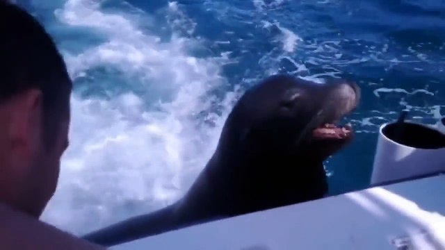 Морские львы зашли в гости. Забавные морские львы