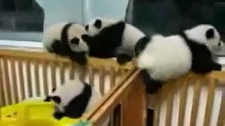 Funny Cute baby Panda street fight