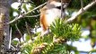 Boreal Chickadee - Bird of the Boreal Forest - Mini Documentary
