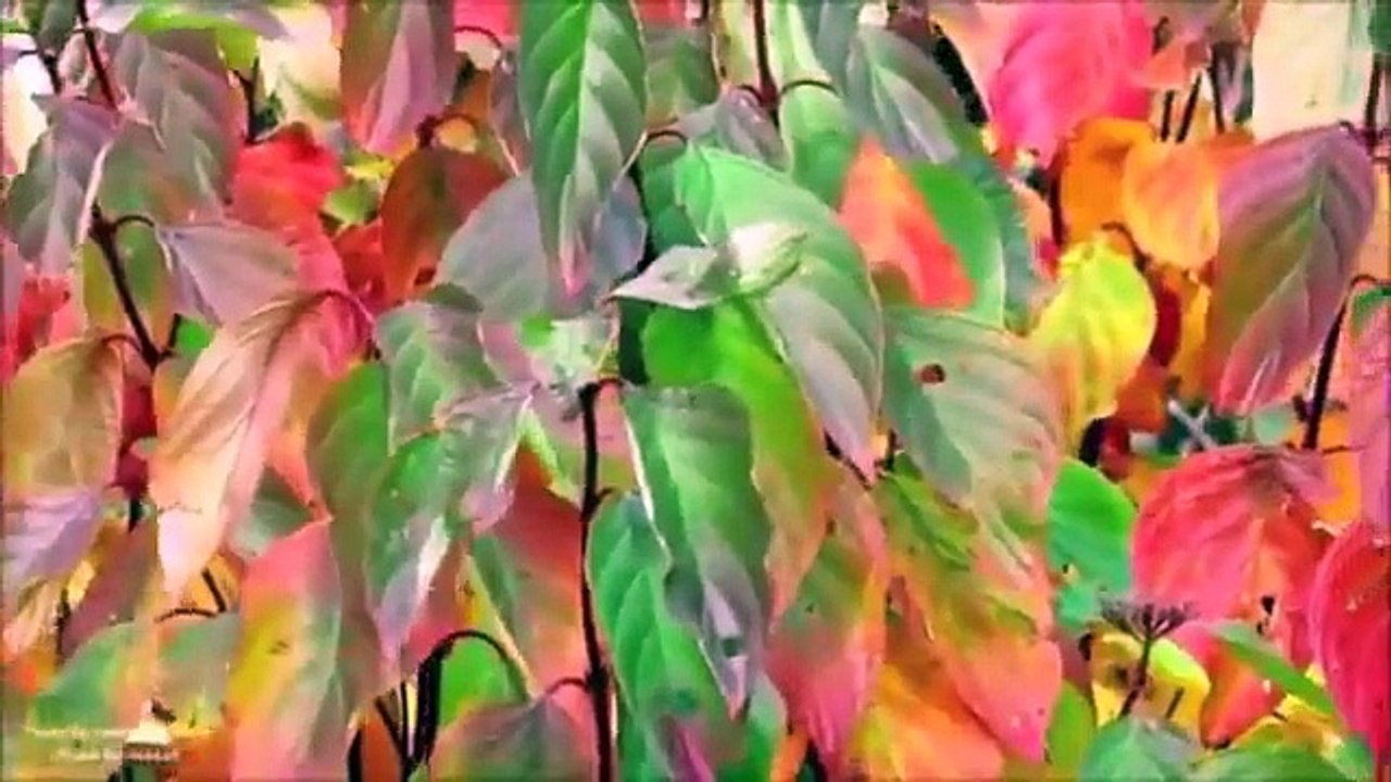 Changing Colors of Fall in the Canadian Woodlands (Official Music Video)
