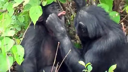 Funny monkey sad farewell