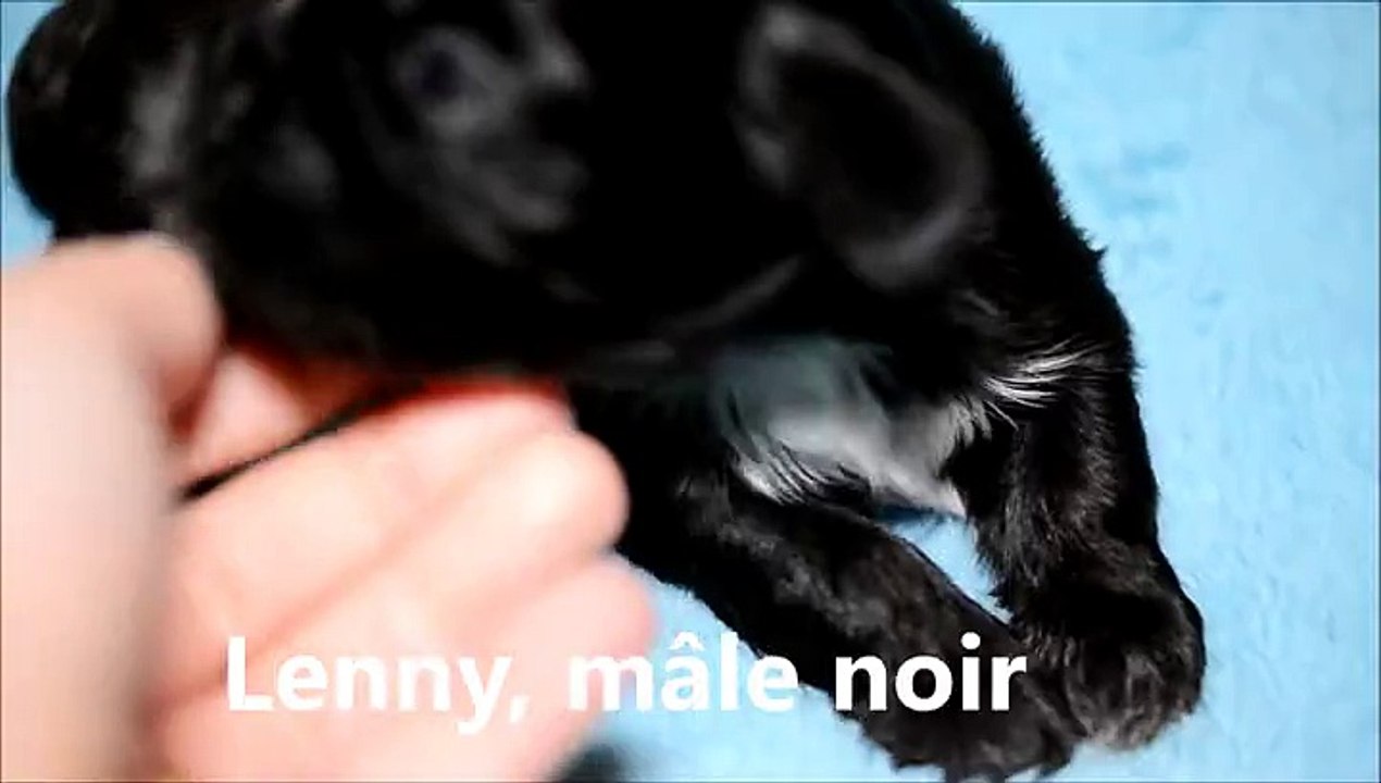 Les bébés de Jolie Môme ont 2 semaines 1/2