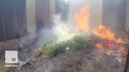 8,500 marijuana plants set on fire by New South Wales police
