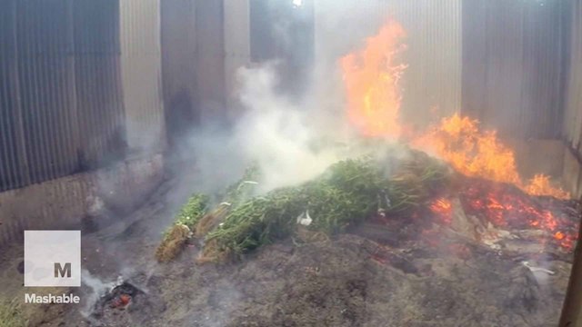 8,500 marijuana plants set on fire by New South Wales police