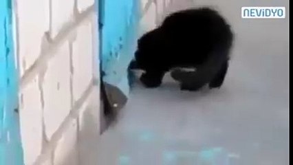 Un chat sauve un chien coincé derrière une porte
