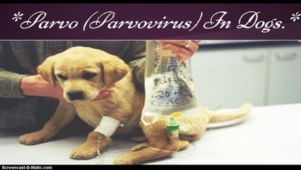 MBC Online Vet Tech Review 3.2 - Parasitology I