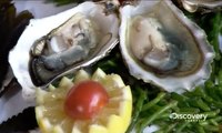 How It's Made Oysters