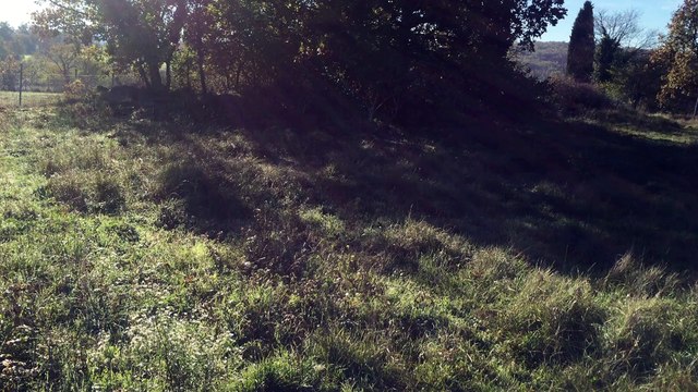 Les beagles harriers de l'Echo de Soulije