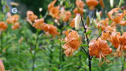 National Trust Shifting Shores: Mount Stewart Under Threat
