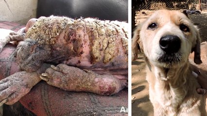Sauvetage émouvant d'un pauvre chien abandonné dans une décharge