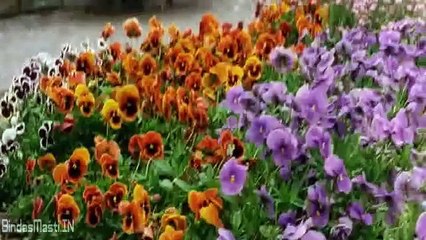 Pyaar Diwana Hota Hai - Video Hindi Song