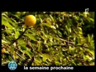 Pyramide de Kheops & Macaques