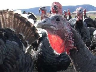 BIZNES FITIMPRURES GJELI I DETIT TRADITE E HERSHME E BANOREVE TE ZADRIMES LAJM