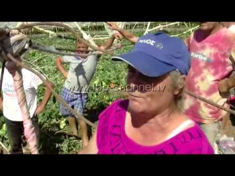 Rreshjet dëmtojnë të mbjellat, fermerët kërkojnë ndihmë - Top Channel Albania - News - Lajme