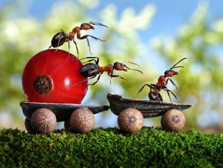 Ants - Animal For Kids