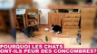 Mais pourquoi les chats ont-ils peur des concombres? Une réponse à découvrir dans la minute chat #55