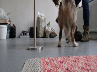 Maori - 2 ans 3 mois - invité partie 2