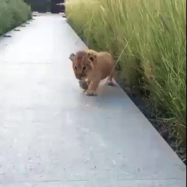 cute lion