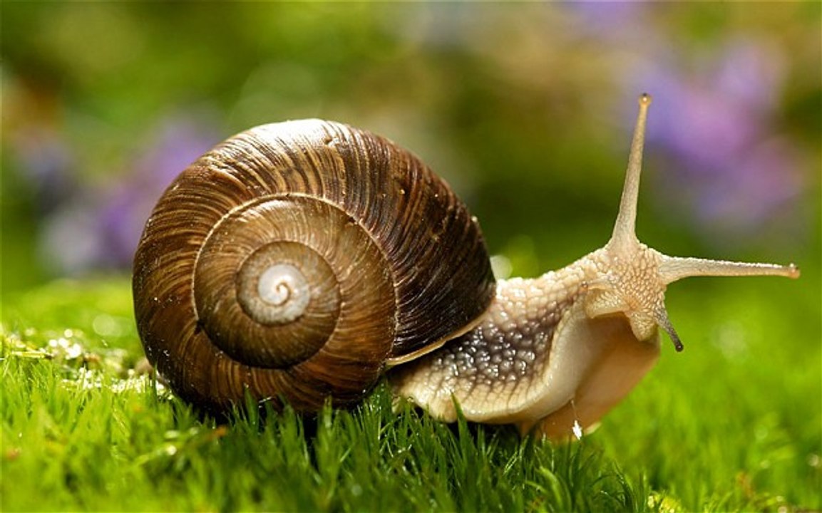 Snail - Animal For Kids
