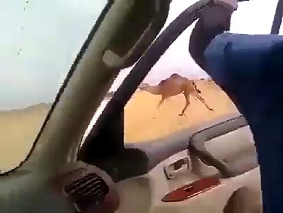 how to catch a camel... arab