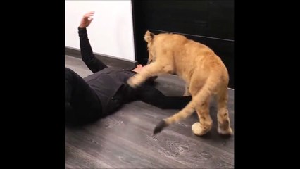Gros calin d'un lionceau à un homme... Adorable!