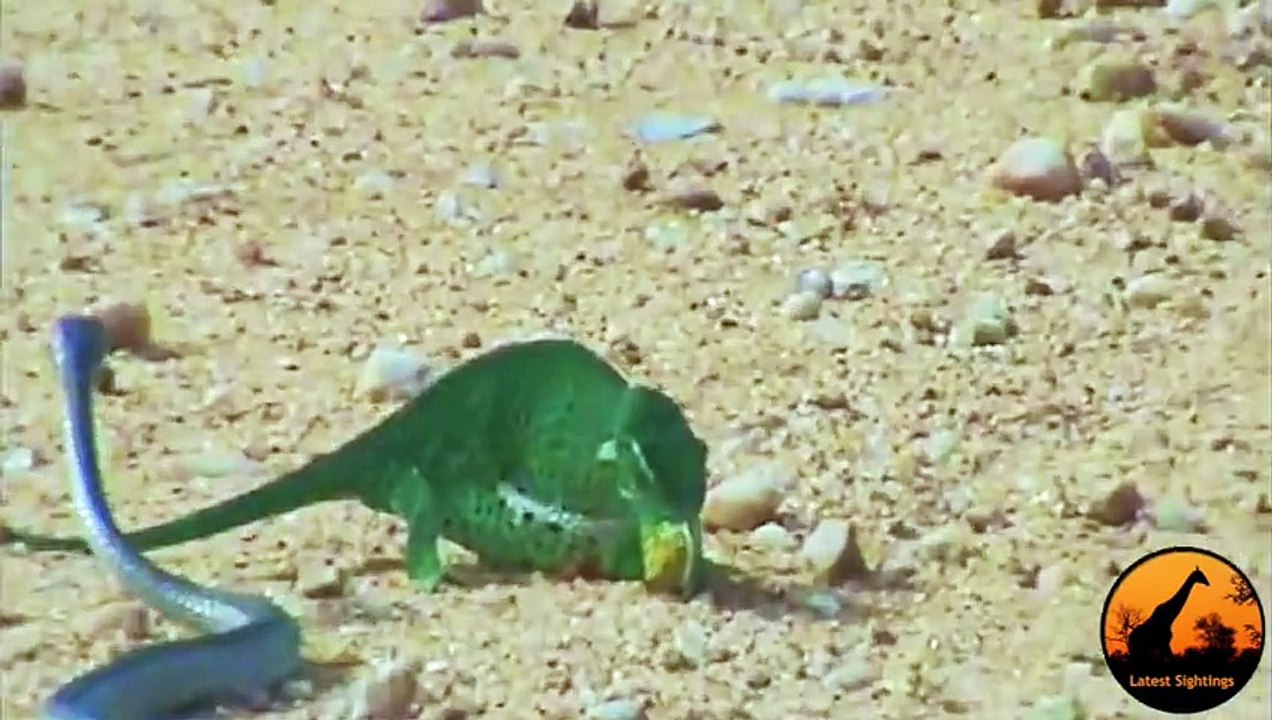 Boomslang Snake vs Chameleon - Latest Wildlife Sightings