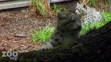 Snow Leopard KITTENS!