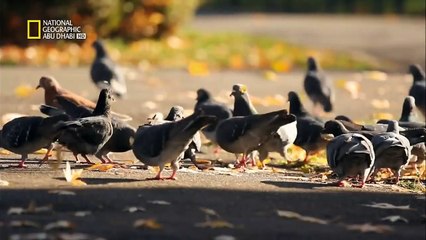 ستيفن هوكينغ وعلم المستقبل HD : اتصالات الهايبر