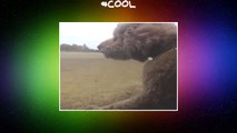 New video of Bijou  doglove   cooldog  cool  dogvine  doggy  DogLife  dogoftheday  doglover  dogcar