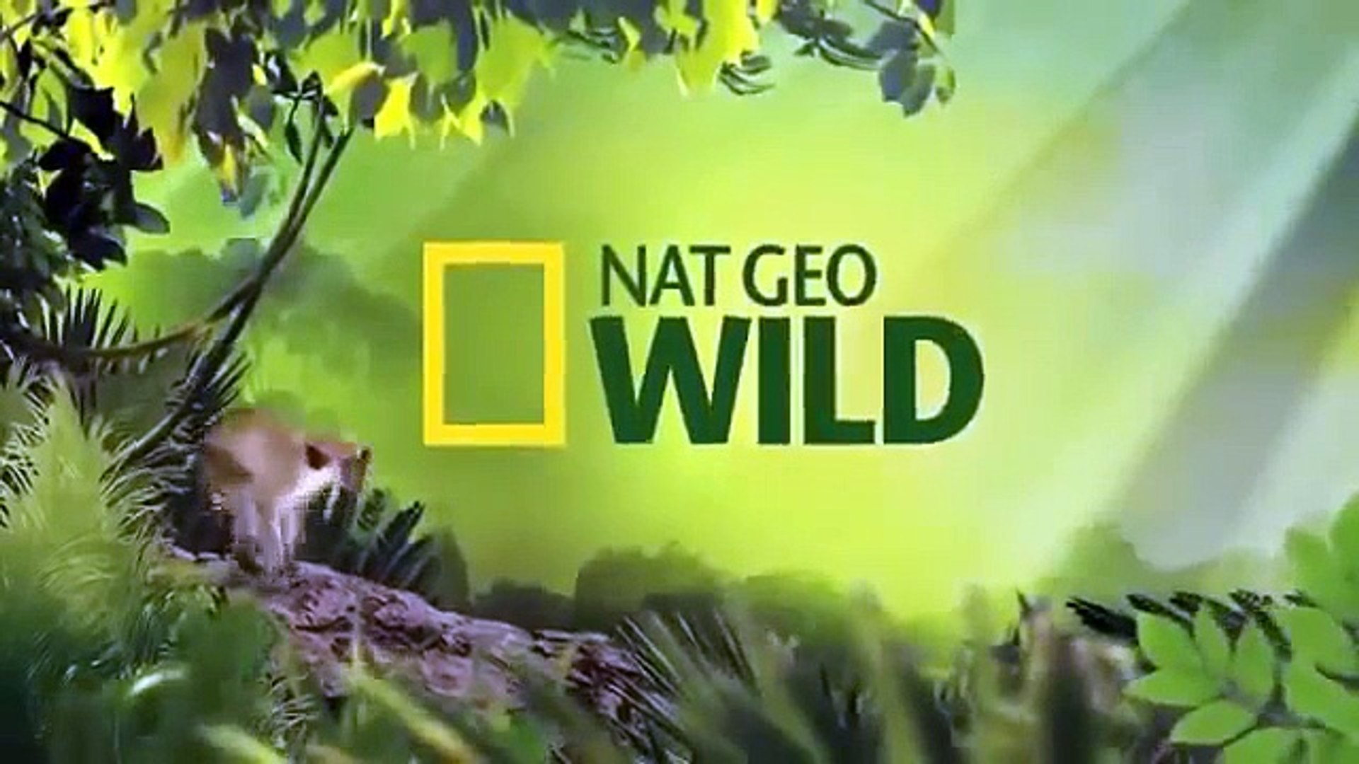 ⁣Amazing Documentary HD ★ Hyenas Hunting Wildebeest ★ Animals Documentary 2015