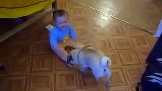 Funny baby and dog to play
