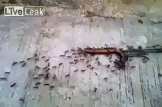 Des fourmis emportent une grosse saucisse... Bien organisées