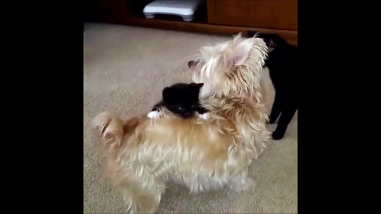 Un chaton fait du rodéo sur un chien....