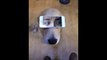 Un chien avec des yeux d'humain... FLippant