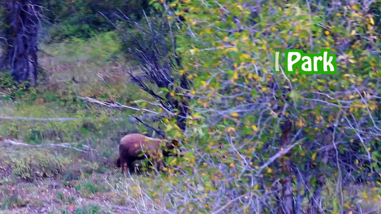 YELLOWSTONE National Park ALLTOYCOLLECTOR VLOG Bears Bison Moose Elk Grand Teton Hiking