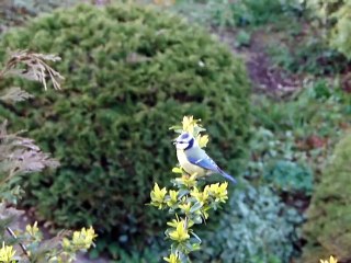 El canto del Herrerillo comun